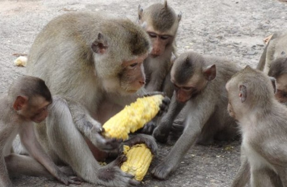 बाँदर धपाउन स्थानीयले गर्नथाले खेतला प्रयोग