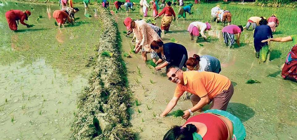 बेलबारी नगरपालीकाले सामूहिक खेतीलाई प्रोत्साहन गर्ने