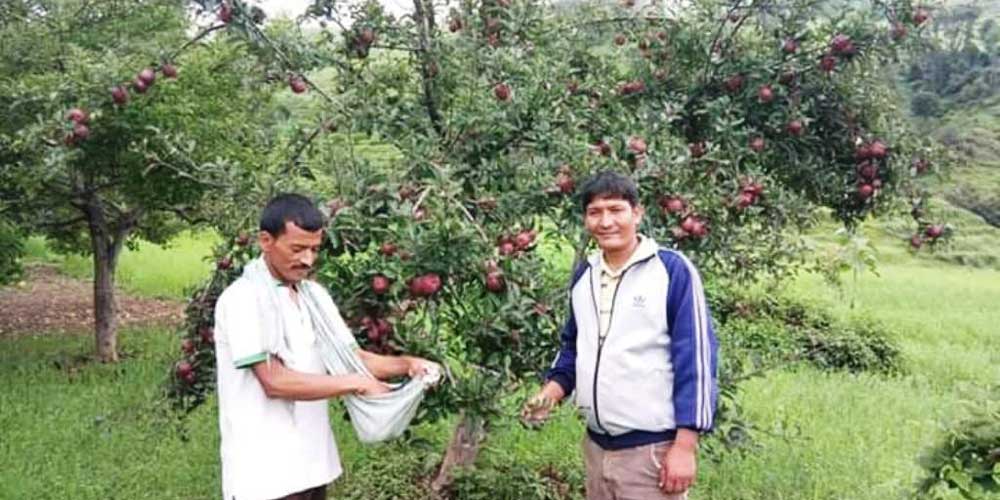 स्याउ बिक्री नहुदा चिन्तित कालिकोट का कृषक