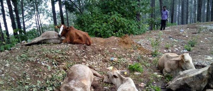 सुर्खेतमा २२ वटा गाईको सामूहिक हत्या,चालकसहित ५ ट्रक नियन्त्रणमा