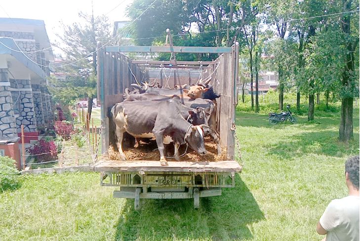 पोखराका गाई गोरु झापा हुँदै बंगलादेशमा तस्करी !